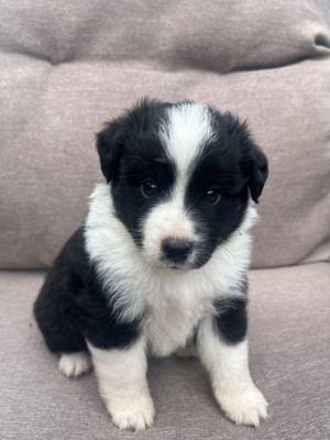Chiot N°5