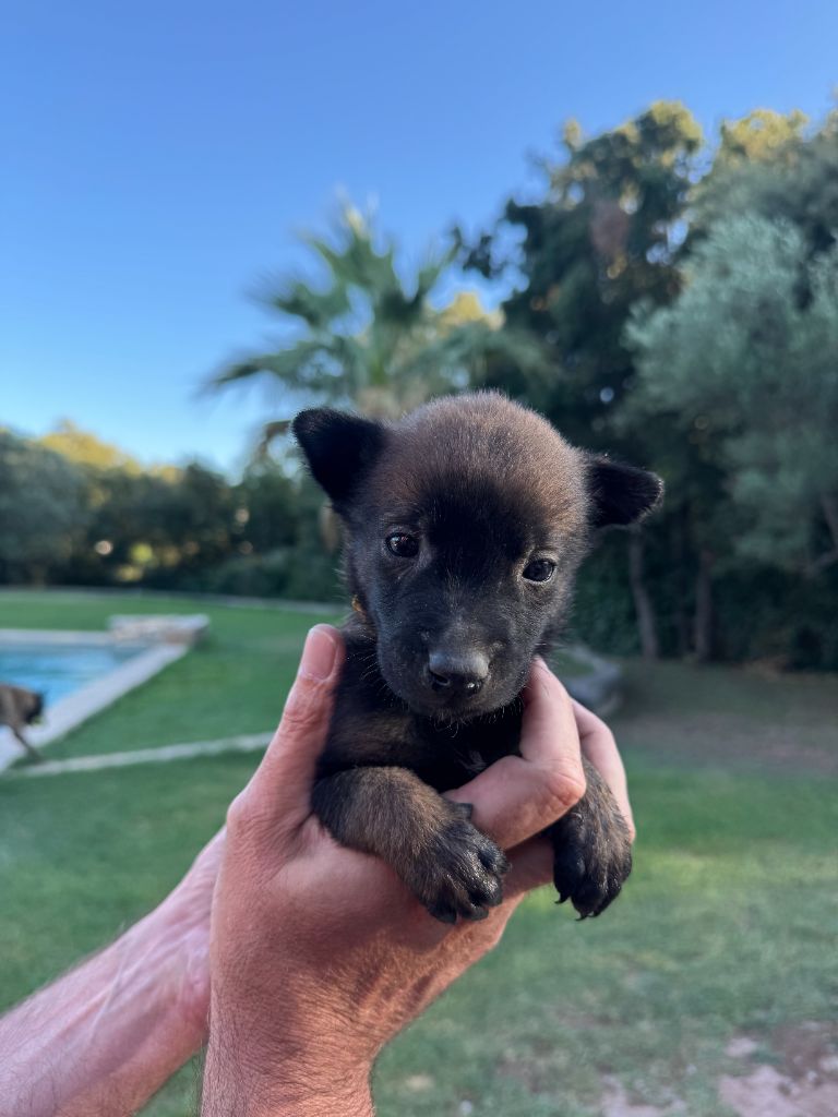 du Camp de la Roque - Chiots disponibles - Berger Belge