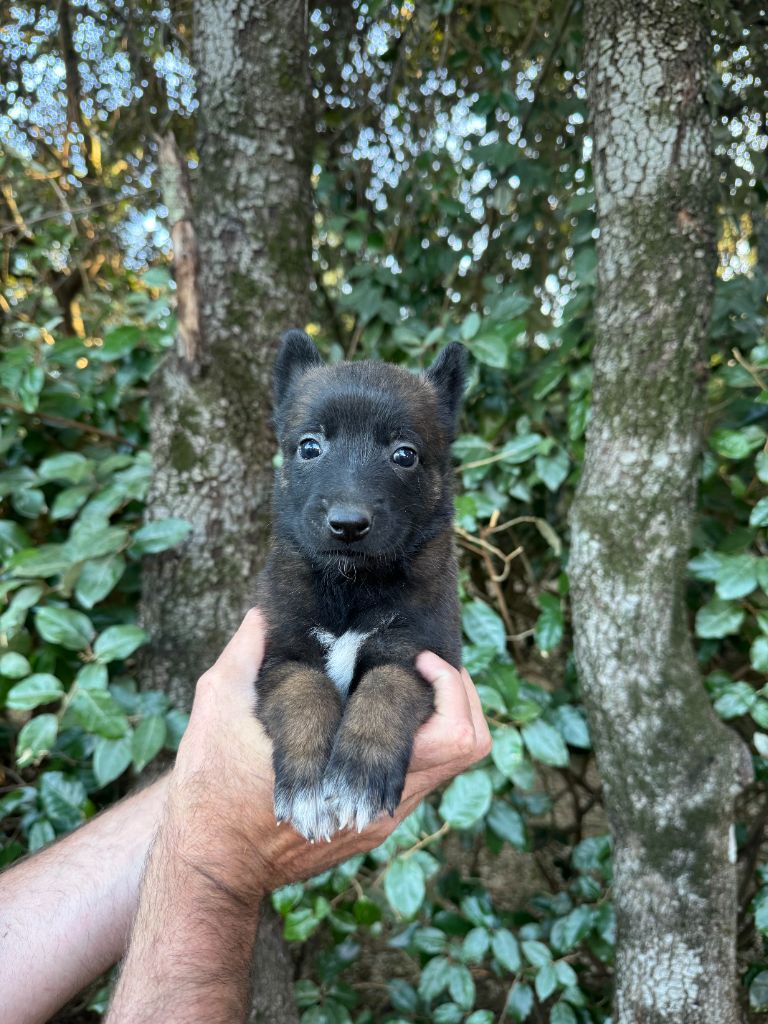 du Camp de la Roque - Chiots disponibles - Berger Belge