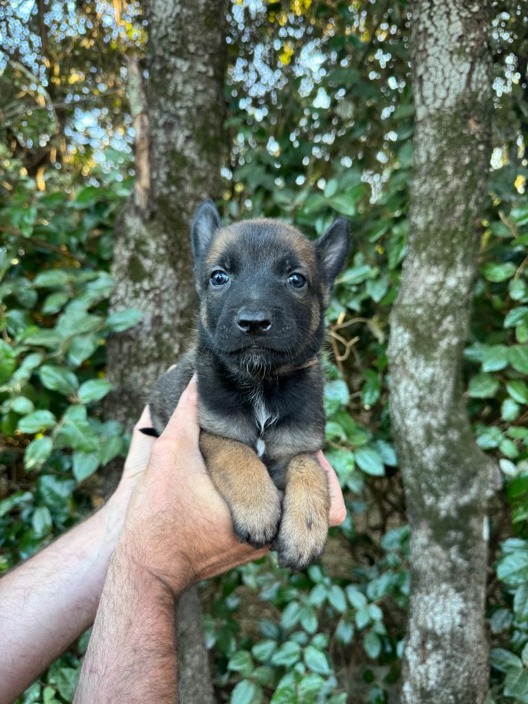 du Camp de la Roque - Chiots disponibles - Berger Belge
