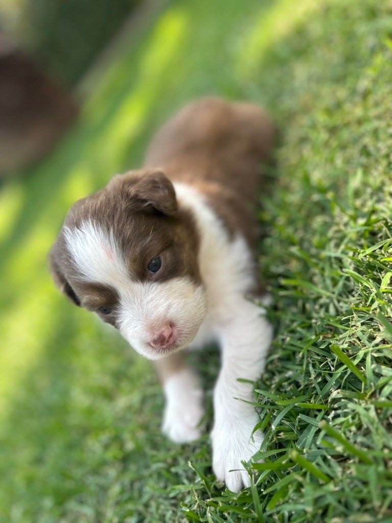 du Camp de la Roque - Chiots disponibles - Berger Australien