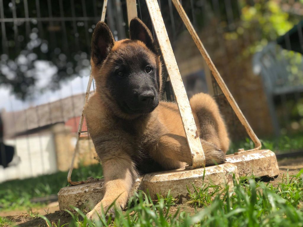 du Camp de la Roque - Chiots disponibles - Berger Belge