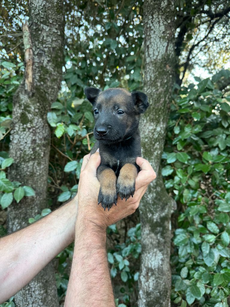 du Camp de la Roque - Chiots disponibles - Berger Belge