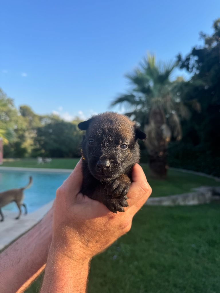 du Camp de la Roque - Chiots disponibles - Berger Belge