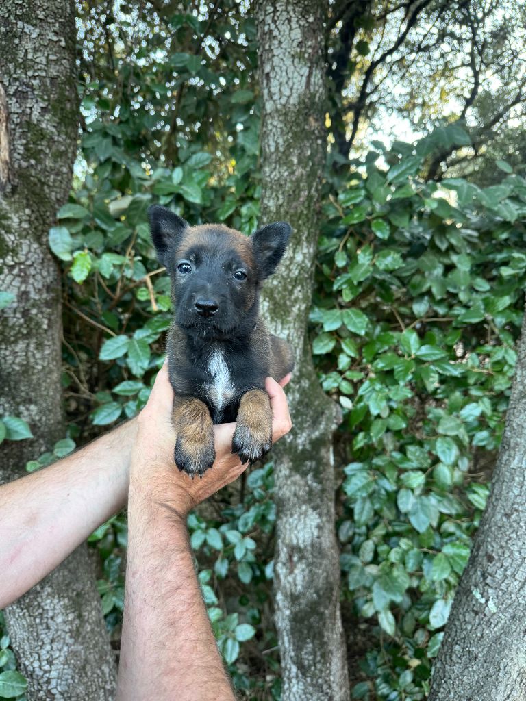 du Camp de la Roque - Chiots disponibles - Berger Belge