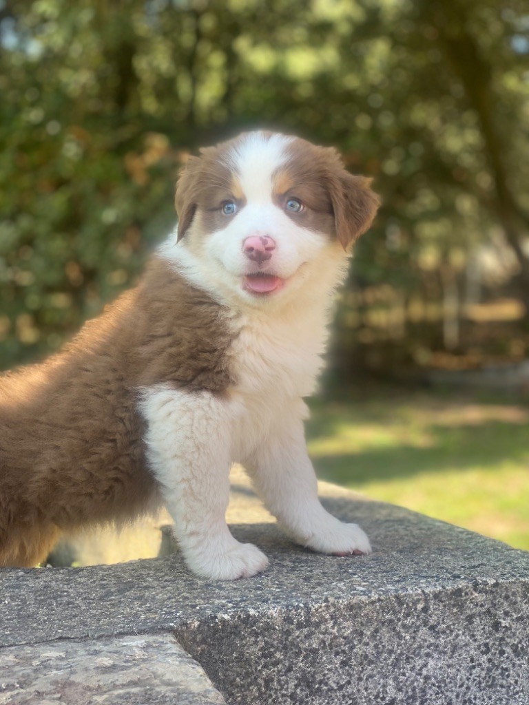 du Camp de la Roque - Chiots disponibles - Berger Australien