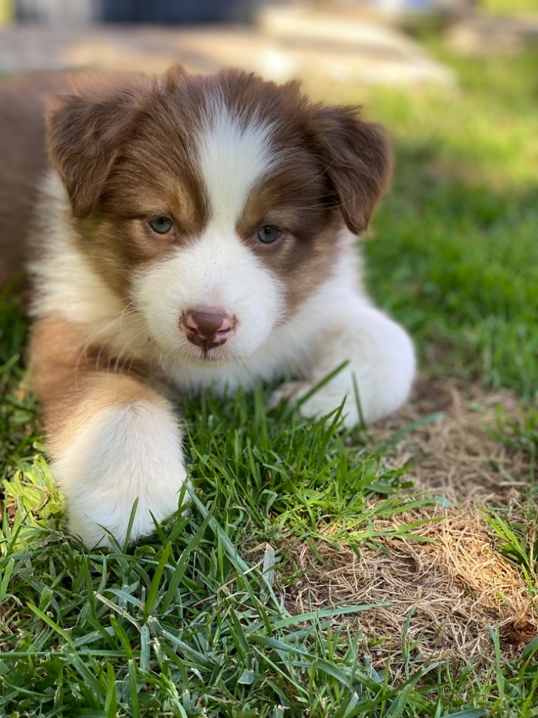 du Camp de la Roque - Chiots disponibles - Berger Australien