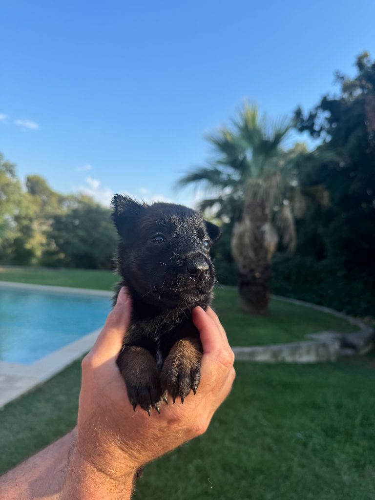 du Camp de la Roque - Chiots disponibles - Berger Belge