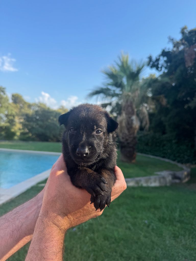 du Camp de la Roque - Chiots disponibles - Berger Belge