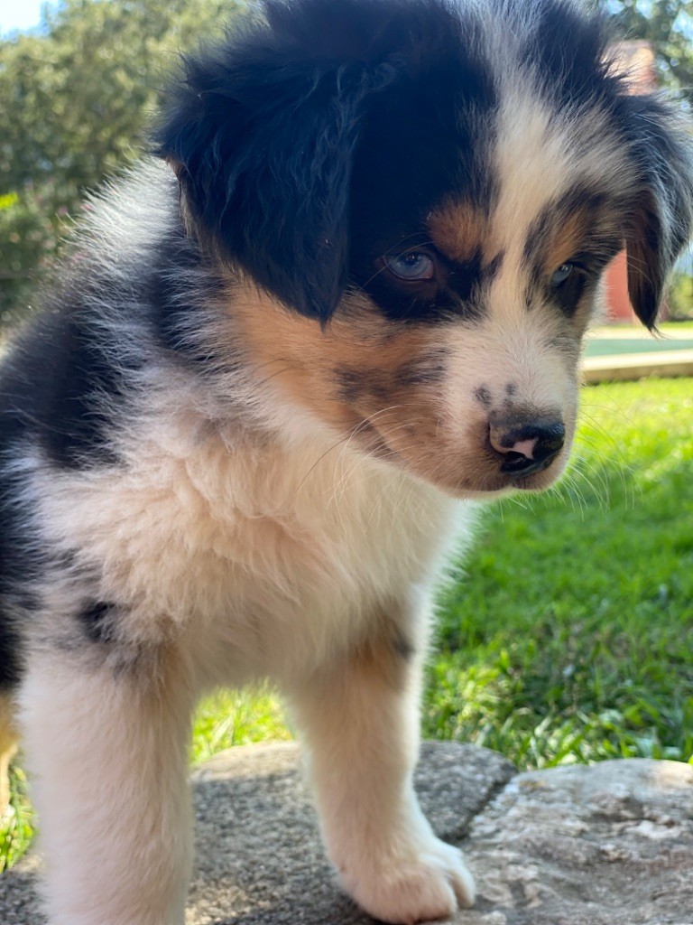 du Camp de la Roque - Chiots disponibles - Berger Australien